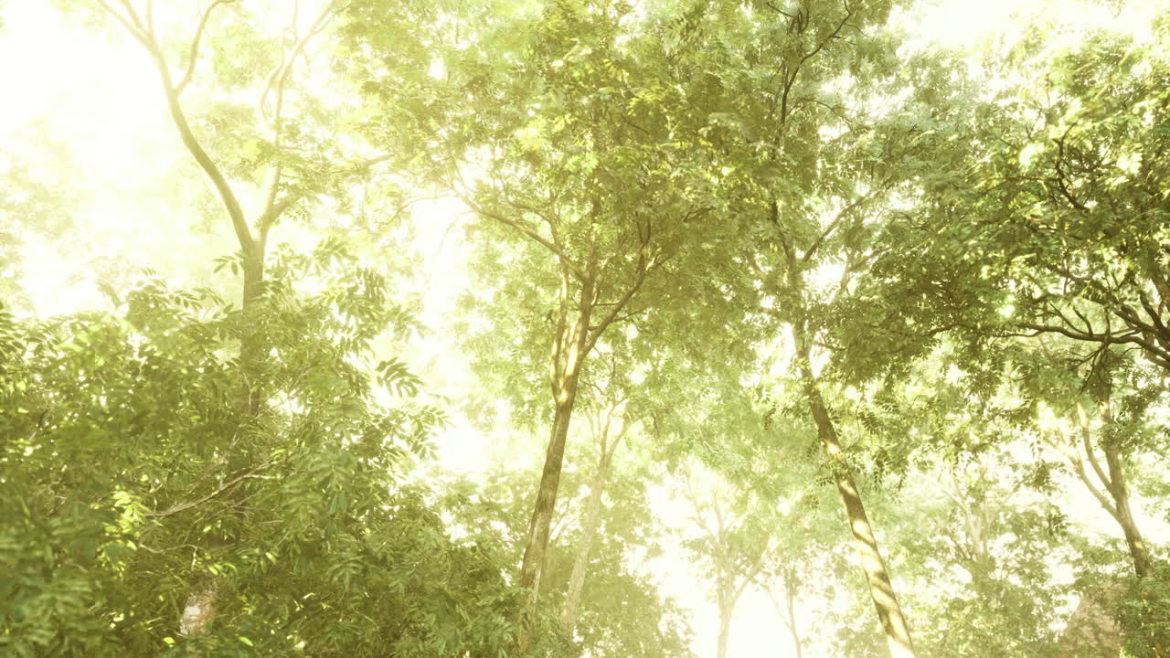 Sunlight filtering through lush green foliage in a serene forest setting