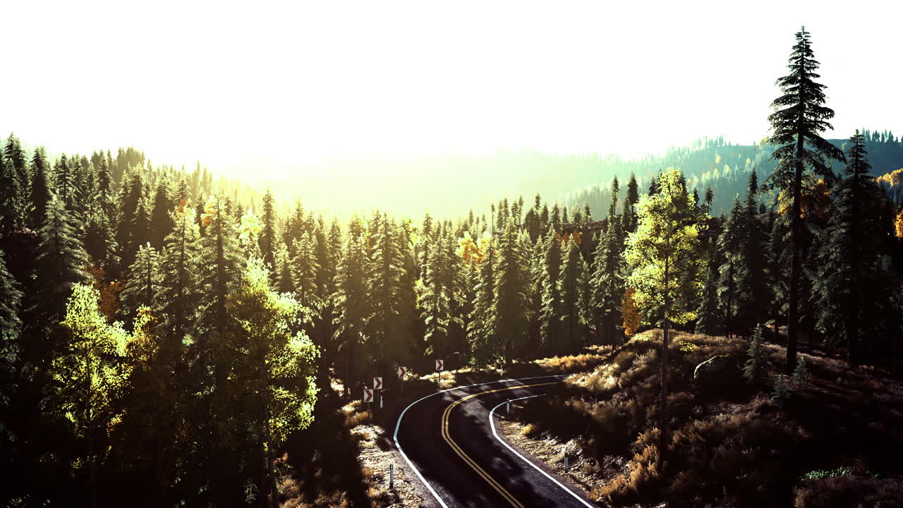 Scenic forest view with winding road under warm sunlight in autumn