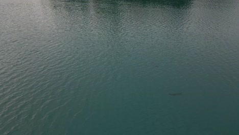 look up drone shot of lake bled, slovenia in the morning during summer time