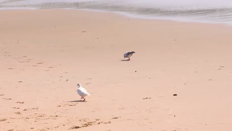dos animales silvestres palomas aves encontrando comida en la playa de arena de naturaleza tropical, vacaciones de verano viajes turismo pacífico