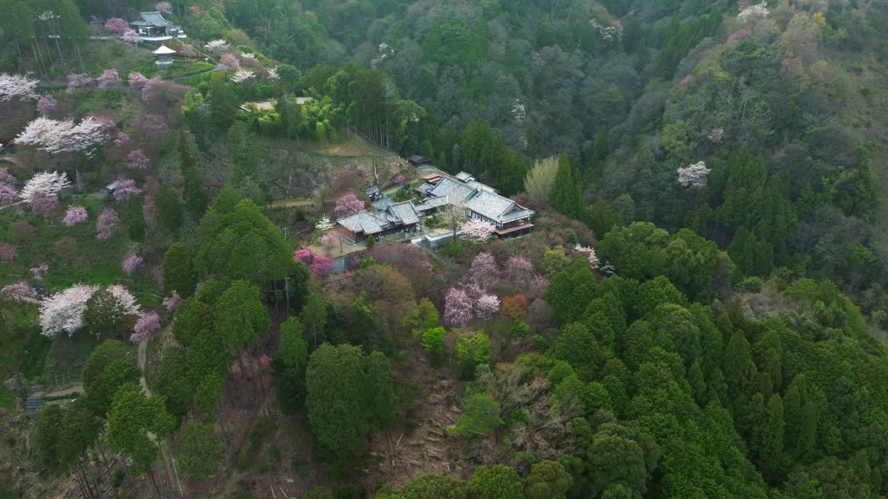 Cherry blossom Sakura spring Landscape of Japan, Aerial drone fly at Yoshimine-dera temple in Kyoto