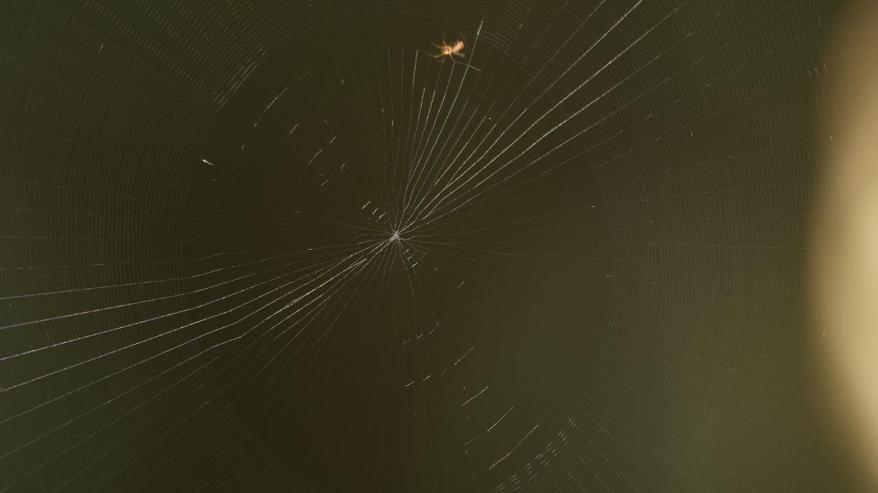 An Orb-weaver spider is seen slowly laying its web going around in a circle counter clockwise, static shot