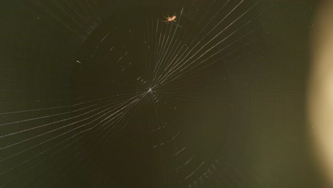 an orb-weaver spider is seen slowly laying its web going around in a circle counter clockwise, static shot