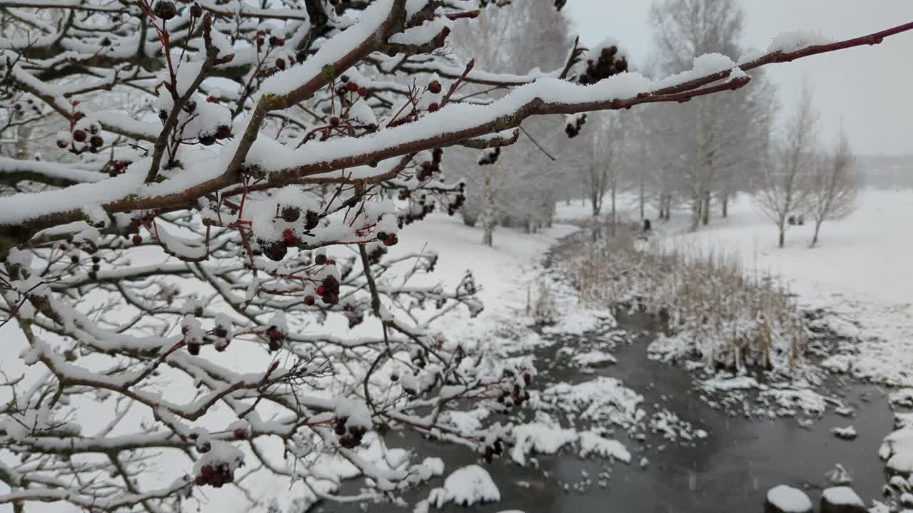 베리 와 함께 눈 인 겨울 공원 풍경