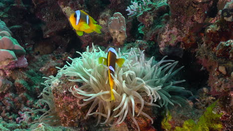 Clark-Anemonenfische-Am-Korallenriff-Im-Roten-Meer