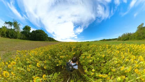 sunflower fields forever