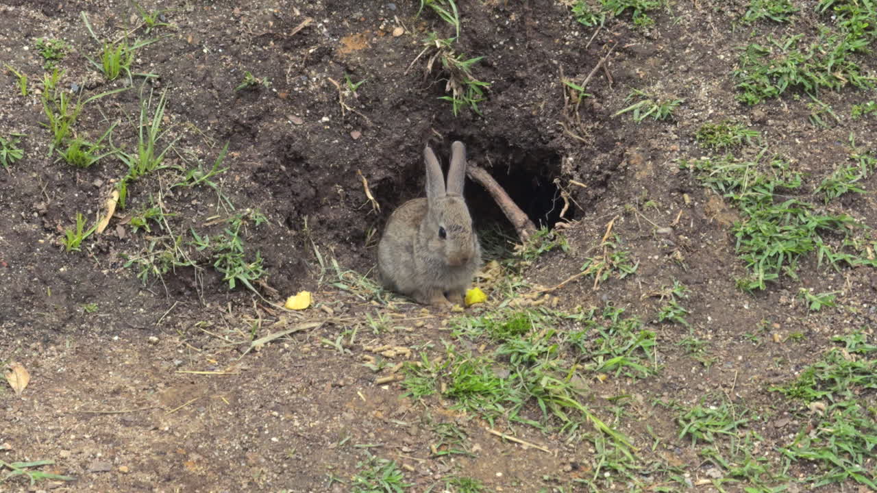 Small wild rabbit sits alert at the entrance of its burrow, surrounded by dirt and patches of green grass, capturing natural wildlife behavior and rural outdoor habitat