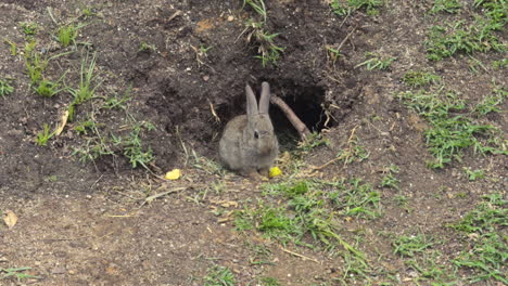 Small wild rabbit sits alert at the entrance of its burrow, surrounded by dirt and patches of green grass, capturing natural wildlife behavior and rural outdoor habitat