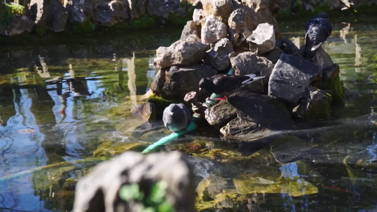 키피시아, 아테네, 그리스에 위치한 플라타노스 광장 공원의 영상