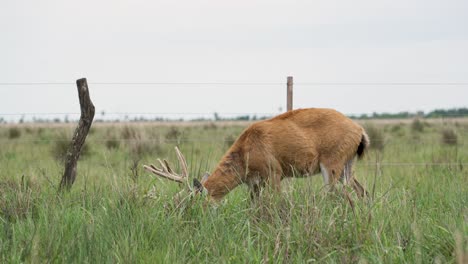 marsh deer, young male grass eating, blastocerus dichotome