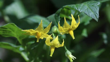 Closeup-of-Tomato-plant-flowers.-Summer.-UK