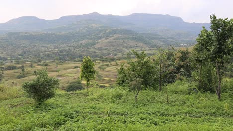 greenery on a mountain in india