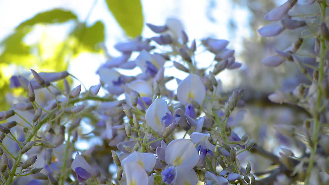 enorme abeja carpintera negra arrastrándose sobre las flores del árbol de wisteria púrpura y recogiendo néctar de dulces