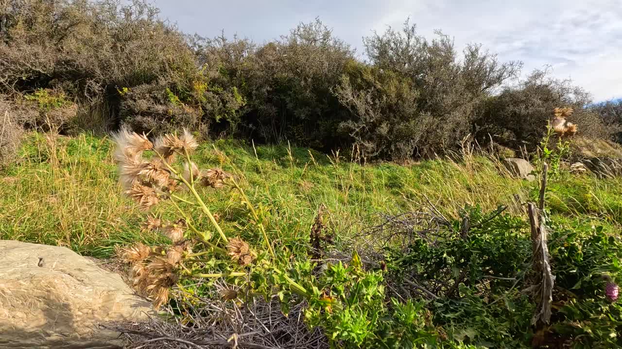 Dry thistle plants release seeds in a breezy, sunlit meadow near Lake Tekapo, New Zealand. Camera remains steady, capturing natural movement and vibrant greenery