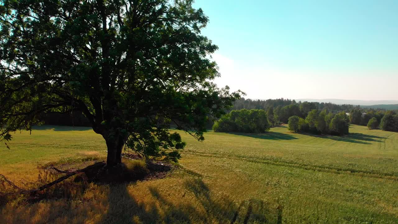 Ripresa aerea in lento sollevamento di un grande albero in un campo