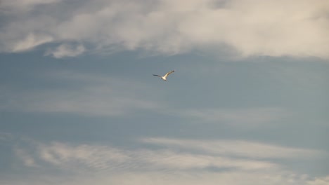 lone seagull flying high