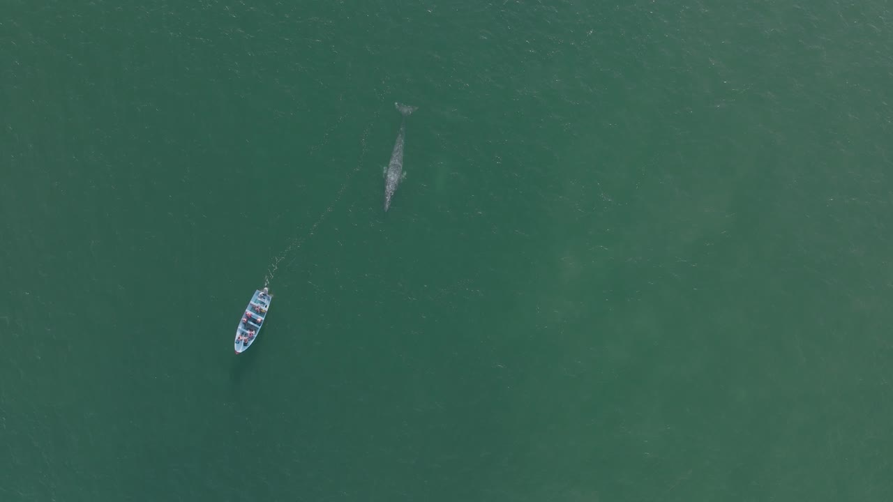 작은 보트 고래 관찰, 회색 고래 위반 태평양 표면, 공중