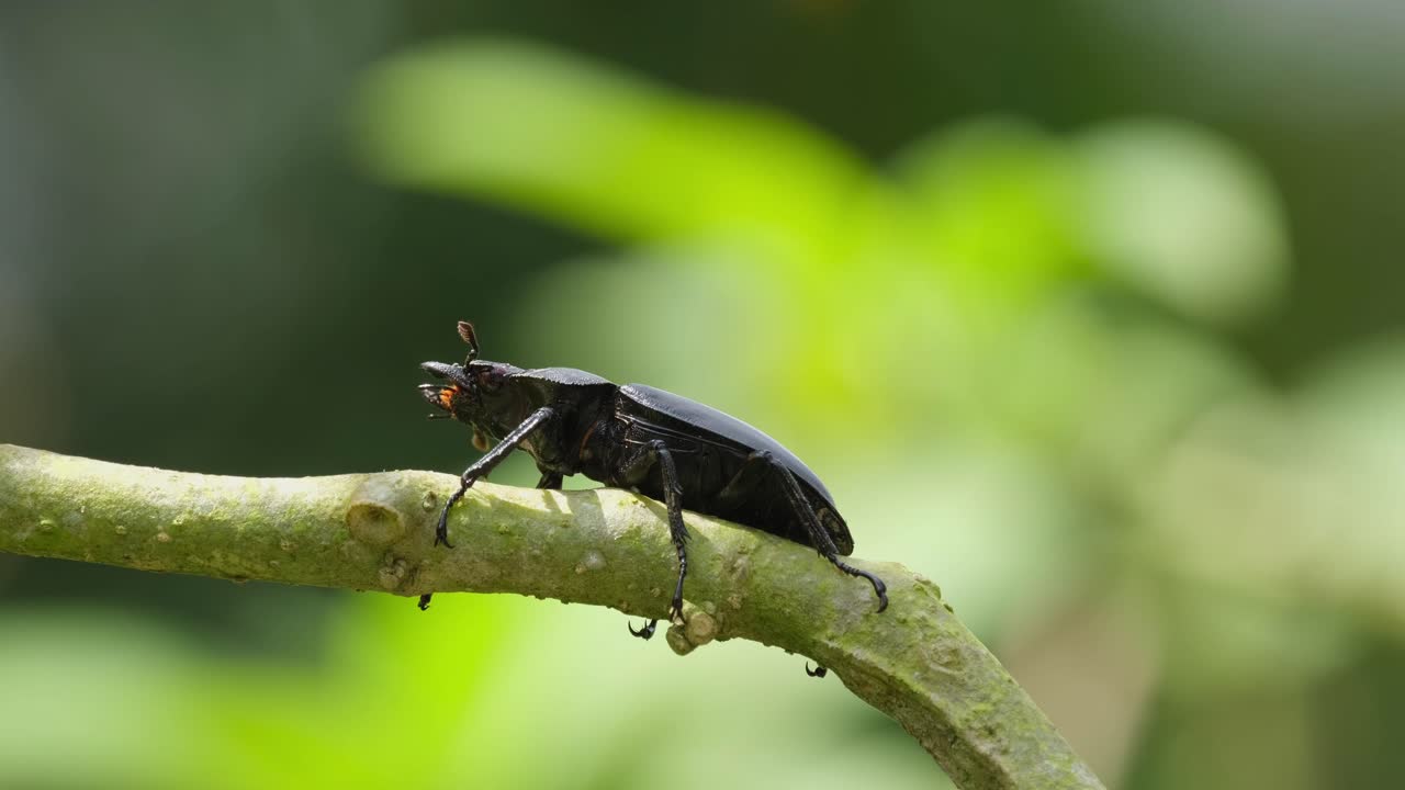 다리를 움직이는 작은 가지 위에 보이는 것은 더듬이와 하악골을 움직이는 그림자, 사슴 벌레, hexarthrius nigritus sundayrainy, 카오 야이 국립 공원, 태국