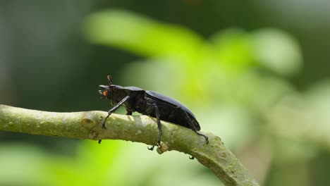 seen on top of a small branch moving its legs then it stoops down moving its antennae and mandibles, shadows moving, stag beetle, hexarthrius nigritus sundayrainy, khao yai national park, thailand