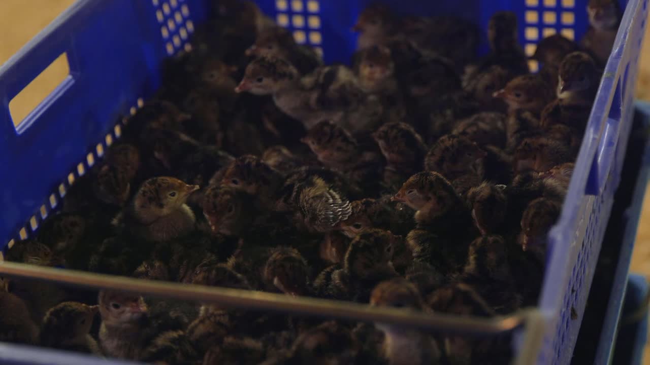 Young Turkey poults in transport box