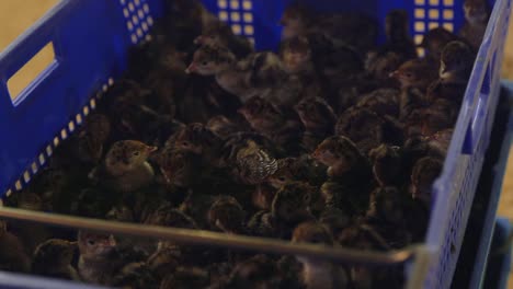 pollitos de pavo jóvenes en caja de transporte