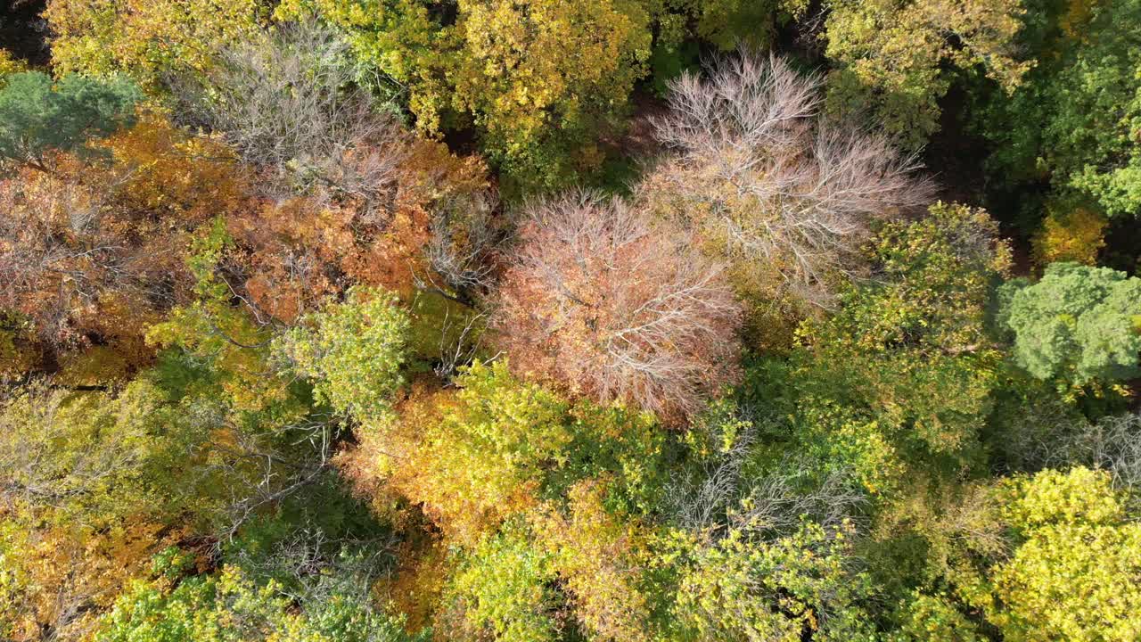drone aéreo de arriba hacia abajo disparado volando a lo largo de un típico camino de paseo por el bosque en heidelberg