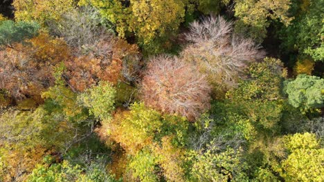 top down aerial drone shot flying along a typical forest walk path in heidelberg