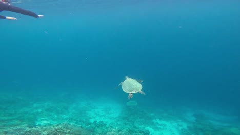 A-female-snorkeler-swims-alongside-a-majestic-hawksbill-sea-turtle