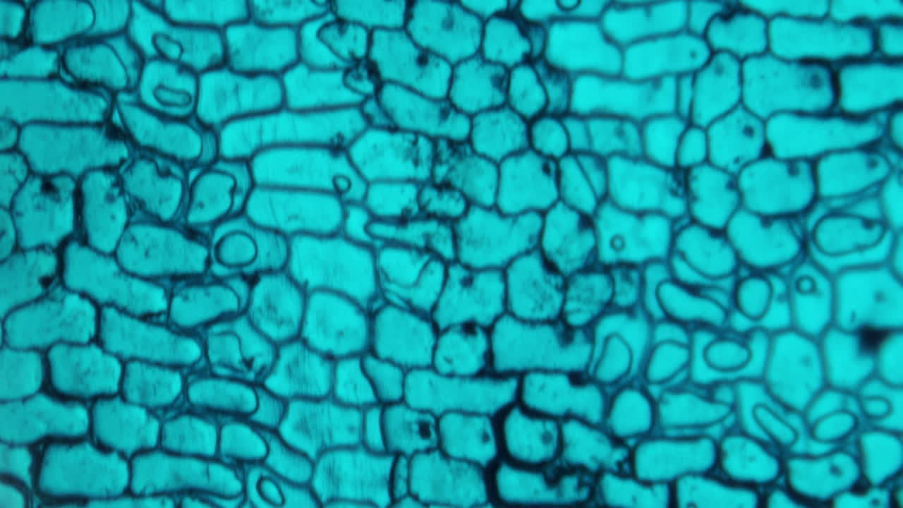 Vista microscopica di cellule vegetali colorate di blu
