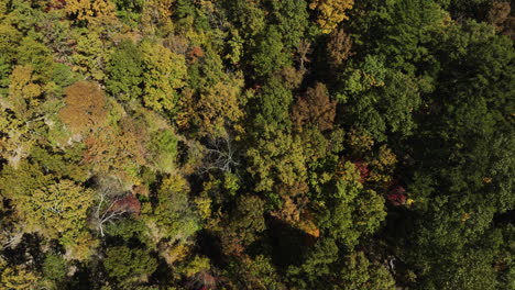 Serena-Toma-De-Drone,-Volando-Lentamente-Sobre-Un-Impresionante-Dosel-Durante-La-Temporada-De-Otoño