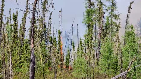 A-close-up-truck-pan-passing-trees-of-a-forest-with-flames-of-a-wildfire-approaching-as-it-devastatingly-burns-all-the-trees-and-dry-vegetation,-Alberta,-Canada