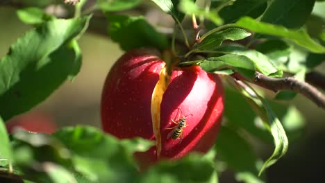 wasp crawling, eating from split red apple on a tree