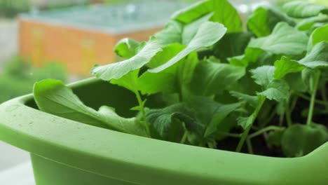 Fresh-homegrown-radish-in-window-sill-box-garden,-close-up-dolly-shot