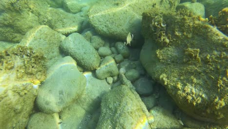 la vida marina submarina en medio de la contaminación, el crecimiento excesivo de algas y la amenaza del calentamiento global, el hábitat de los pequeños peces en peligro