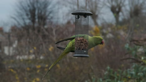 periquito comiendo nueces del comedero para pájaros en el jardín de londres, especies invasoras