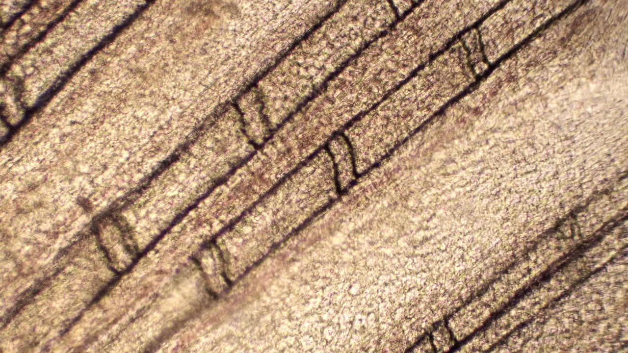 혈액은 혈관에서 양방향으로 이동합니다.