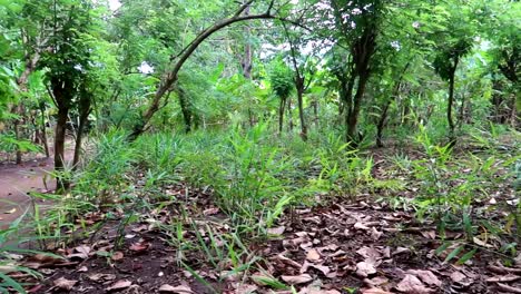 Toma-Panorámica-De-Un-Exuberante-Bosque-Verde-Con-Diferentes-Tipos-De-Plantaciones-Que-Crecen-En-Zanzíbar