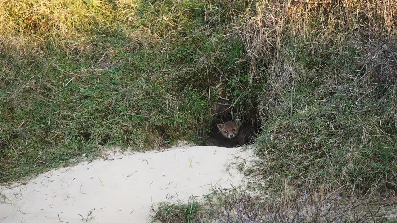 새끼 여우가 구이에서 쳐다보고 있다