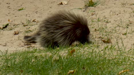 porcupine looks around before walking off.