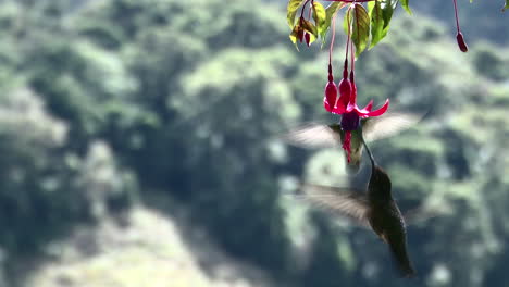 magnificent hummingbird  feeding on a fuchsia