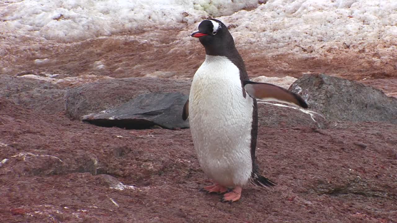 posturas y acicalamientos de un pingüino en la región de la antártida.
