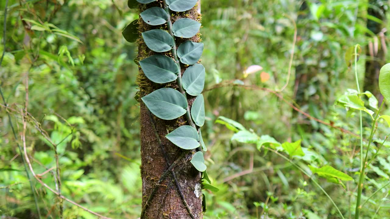 Vines ascend a tree trunk in the vibrant Daintree Rainforest, showcasing lush greenery and natural growth