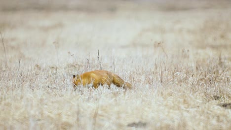 fox está buscando comida en la sabana de hierba seca a muy alta temperatura