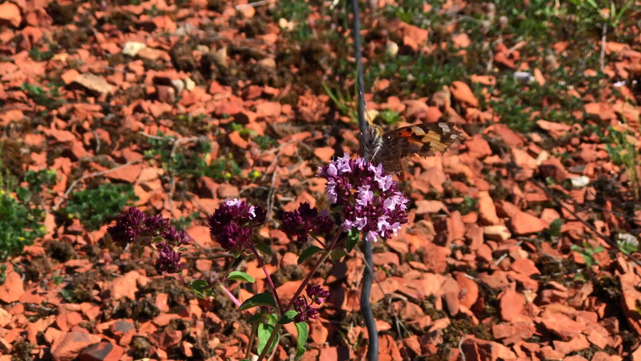primer plano de mariposa en una pequeña planta en la azotea de la ciudad