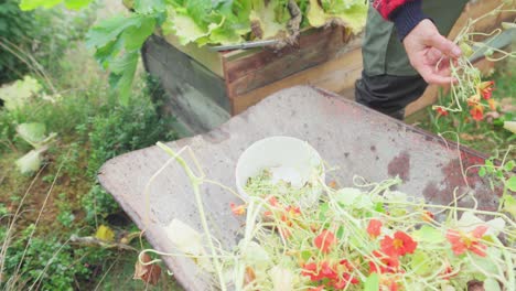 person trimming and harvesting seedpods of nasturtium plant