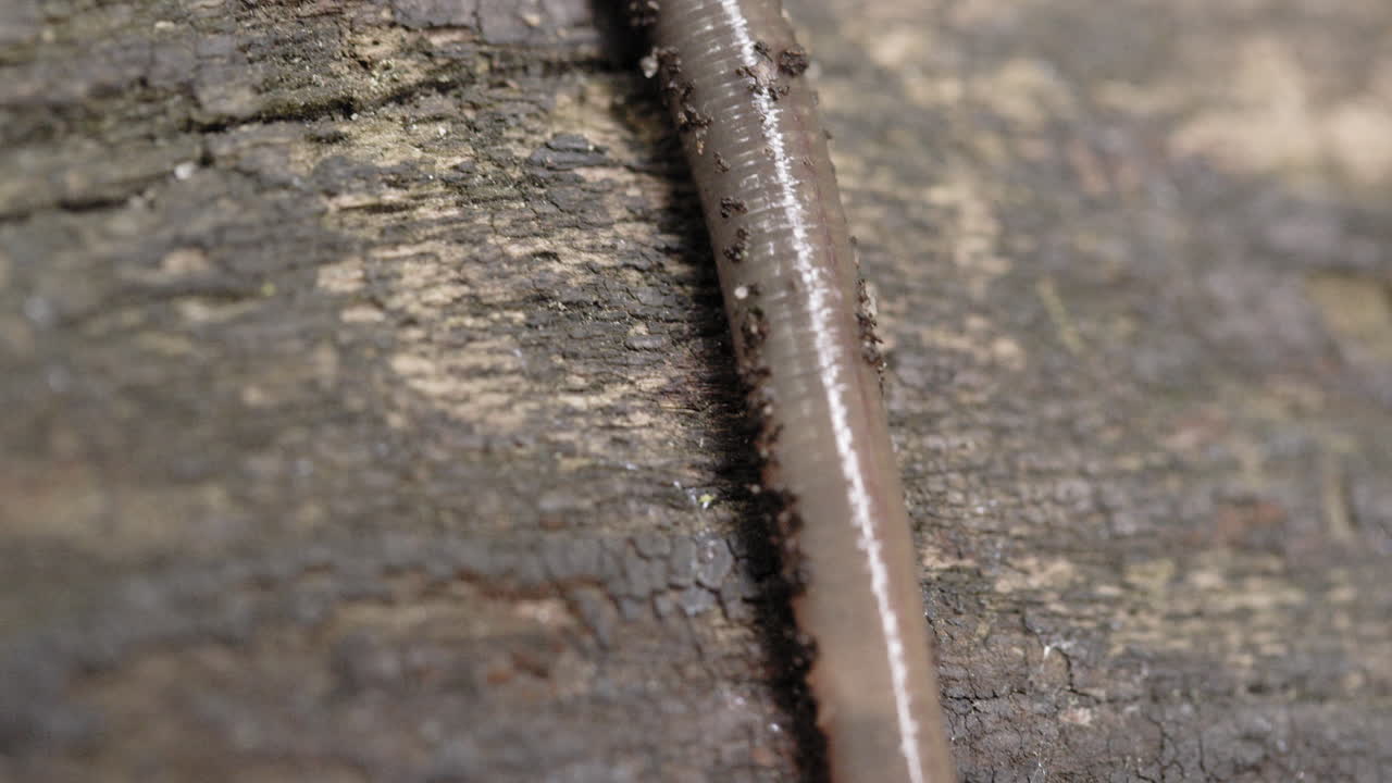 макросъемка червя, скользящего по бревну