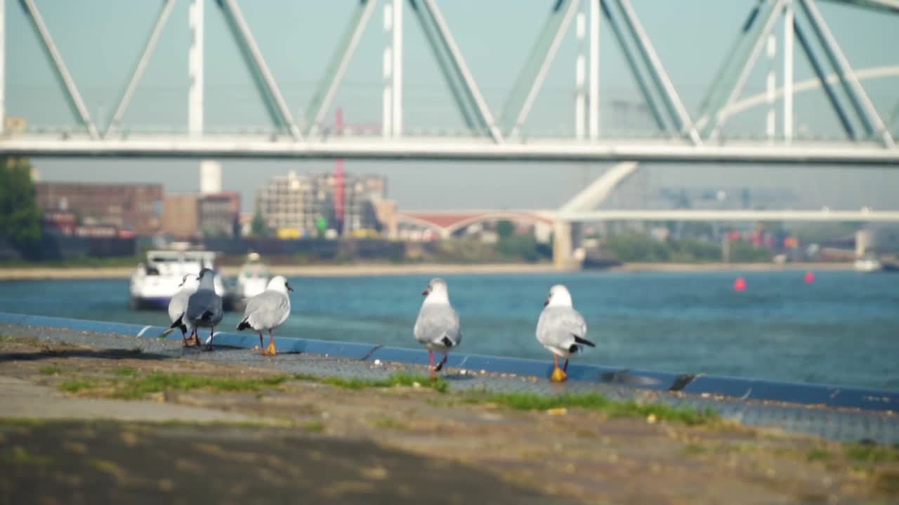 Gulls on the Riverbank with a Bridge in the Background