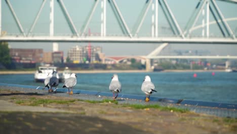 gulls on the riverbank with a bridge in the background