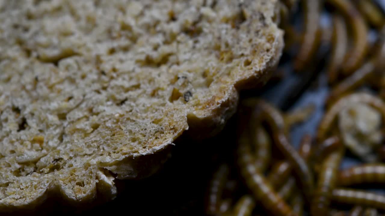 밀웜은 물고기, 뱀, 새, 개구리와 같은 애완동물에게 먹이를 주는 데 사용되는 딱정벌레의 일종입니다.