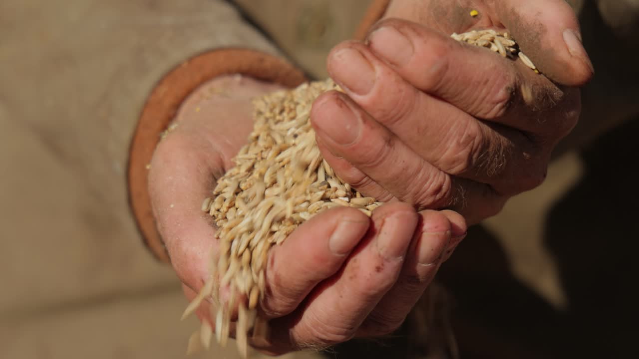 농부가 손으로 작물을 점검하고 익은 밀 씨 ⁇ 을 들고 있습니다.